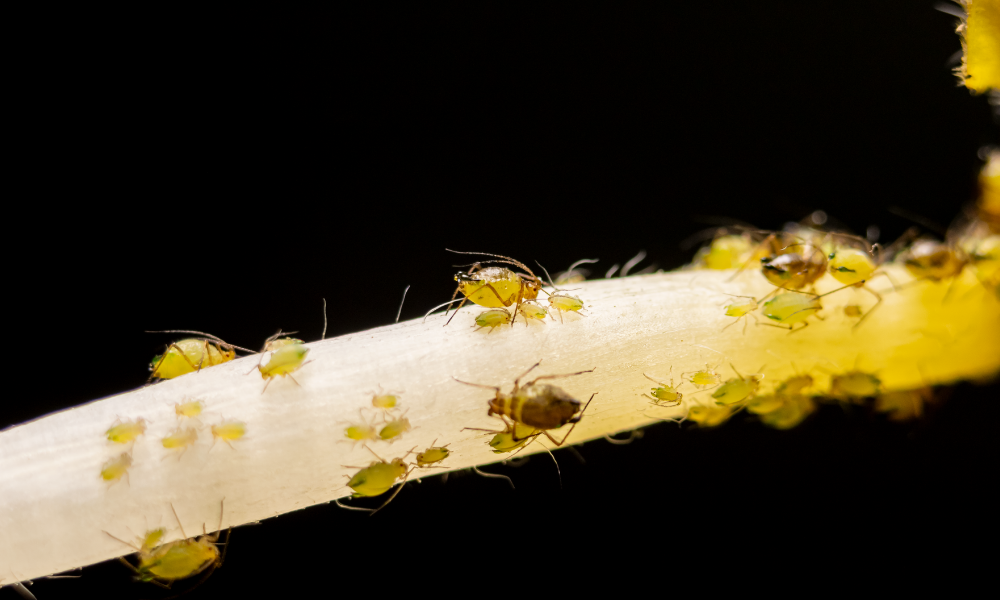 Aphids on Weed Plants: Easy Treatment Guide (No Chemicals Required)