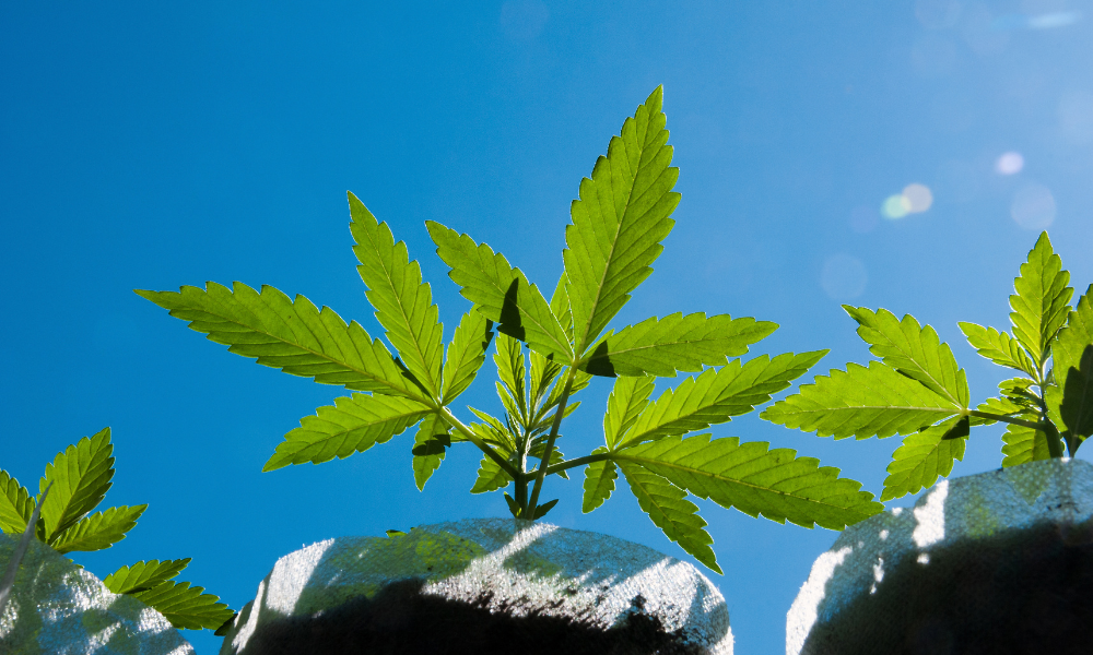 Cannabis Transplant Shock: Quick Reference Guide for Growers