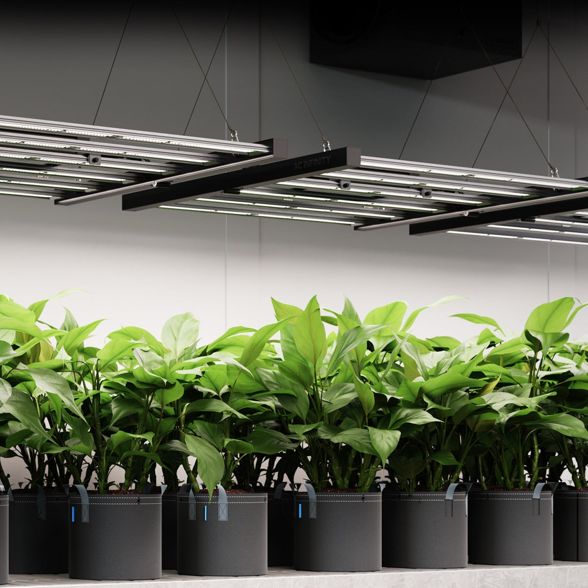 AC Infinity IONFRAME LED bar grow light running above a row of seedlings in an indoor grow space