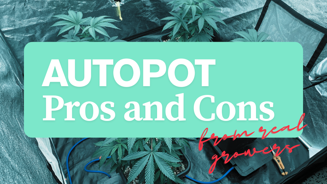 AutoPot USA Pros and Cons from Growers (& System Tips)