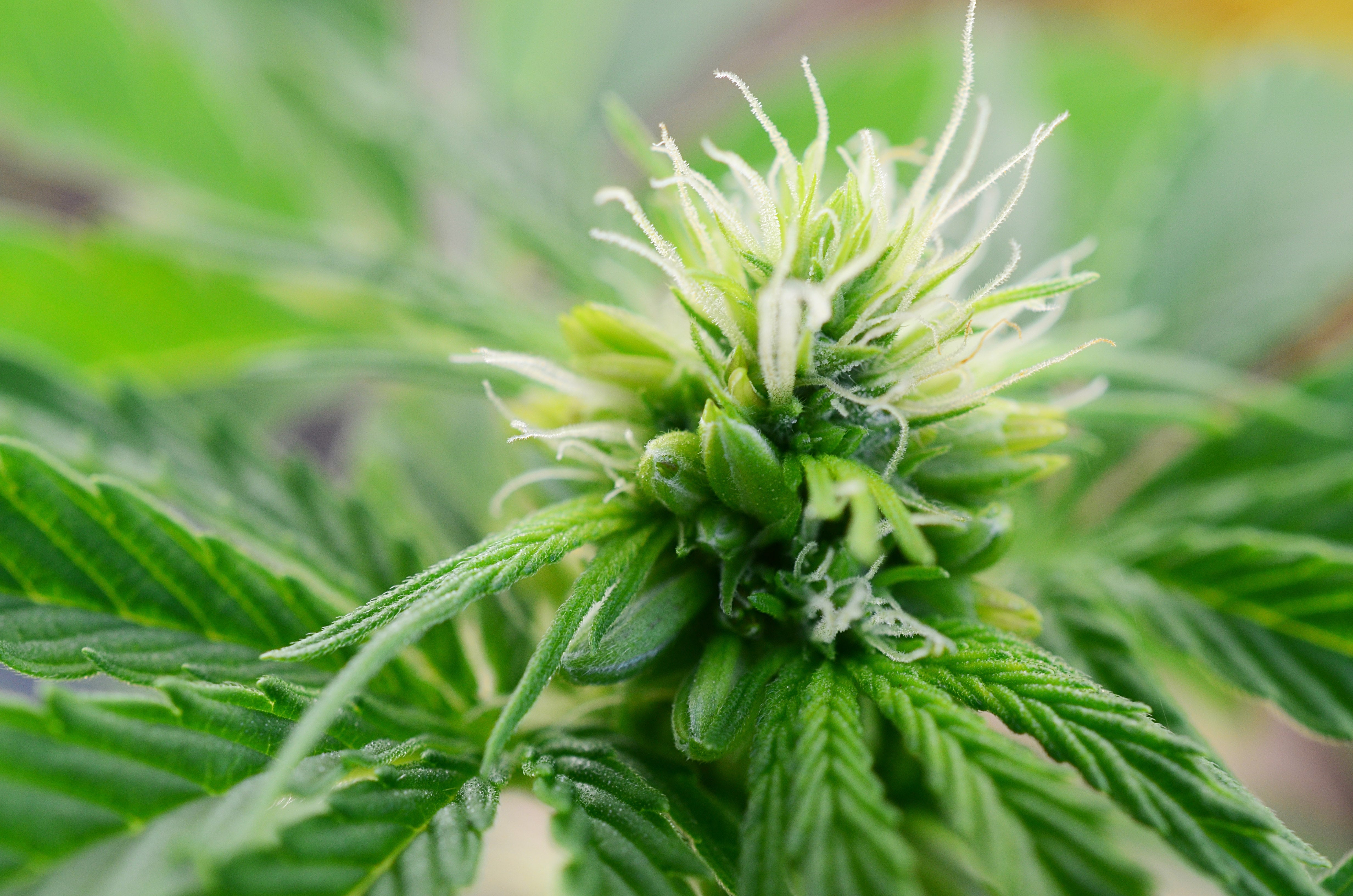 Why Is My Female Plant Producing Seeds? Causes Explained