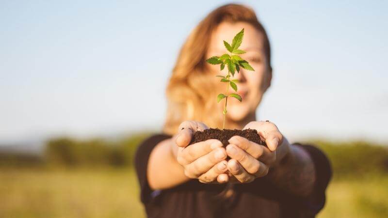 How to Keep a Cannabis Mother Plant & Maintenance Tips