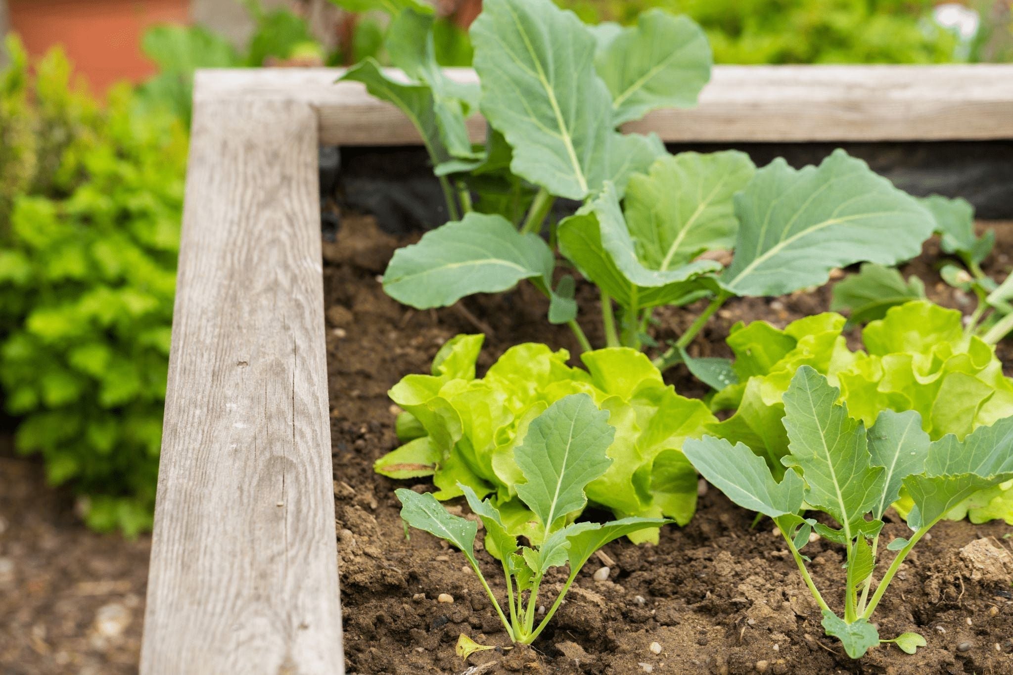 4 Major Benefits of Raised-Bed Gardening - Lettuce Grow Something