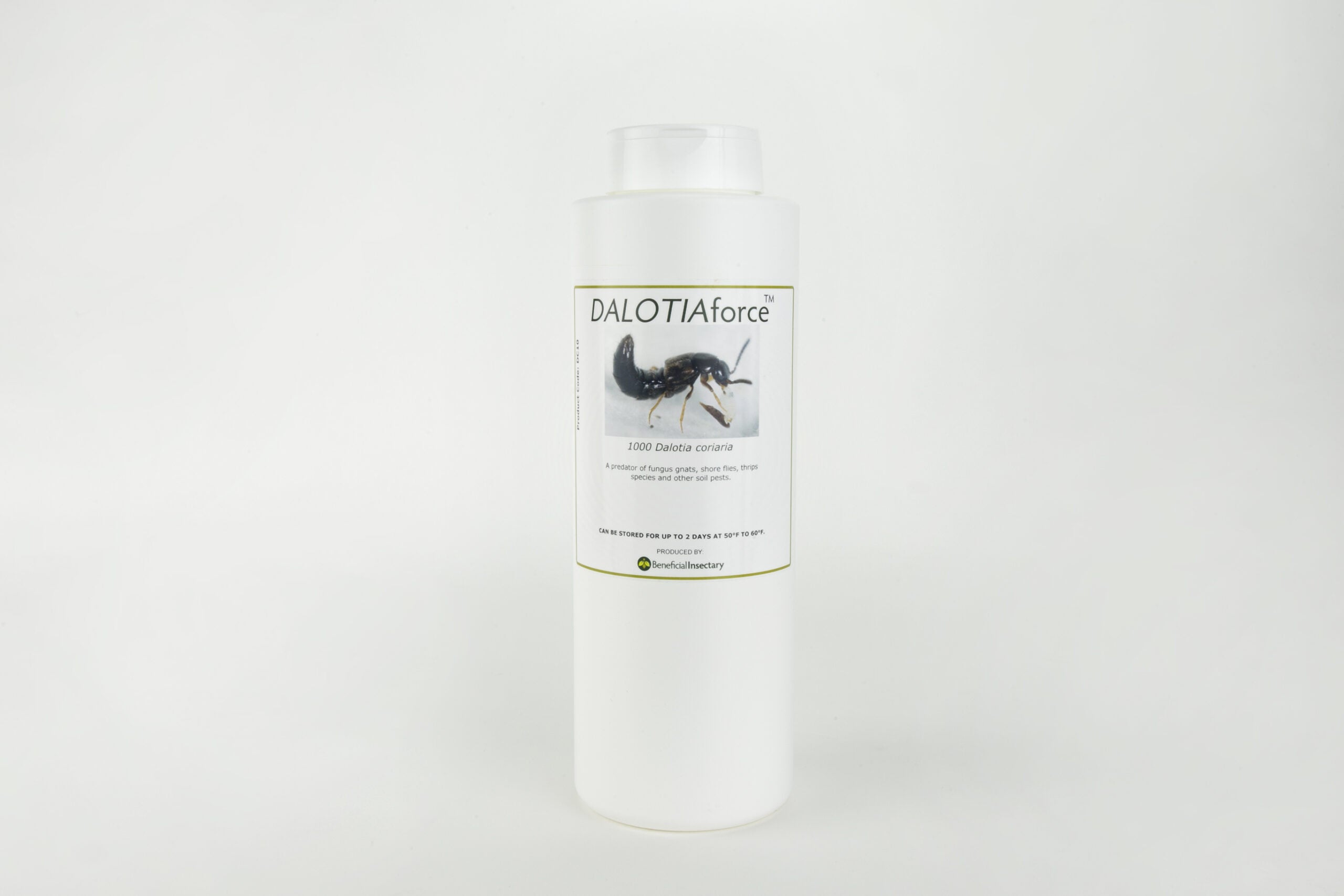 Dalotia coriaria (Rove Beetle) – Soil-Dwelling Predator for Fungus Gnats & Root Zone Pests