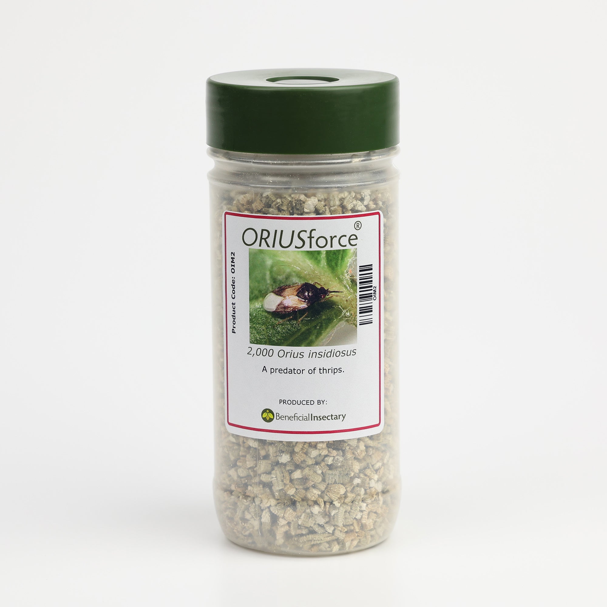 Orius insidiosus – Minute Pirate Bug for Thrips, Mites & Soft-Bodied Insects