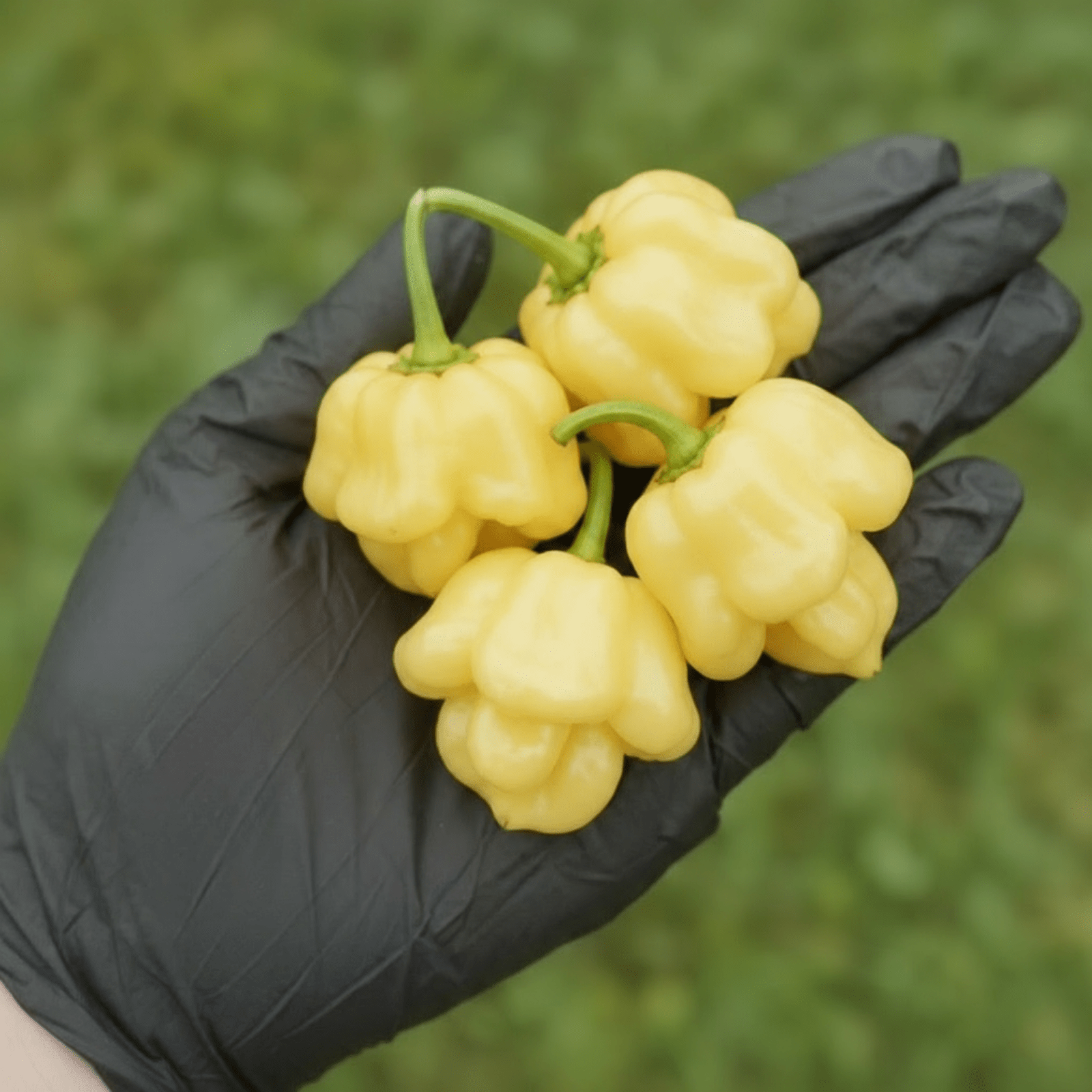 Habanero & Scotch Bonnet Seeds | Happy Hydro