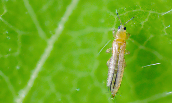 Thrips on Cannabis Plants: How to Identify, Treat, and Prevent Them