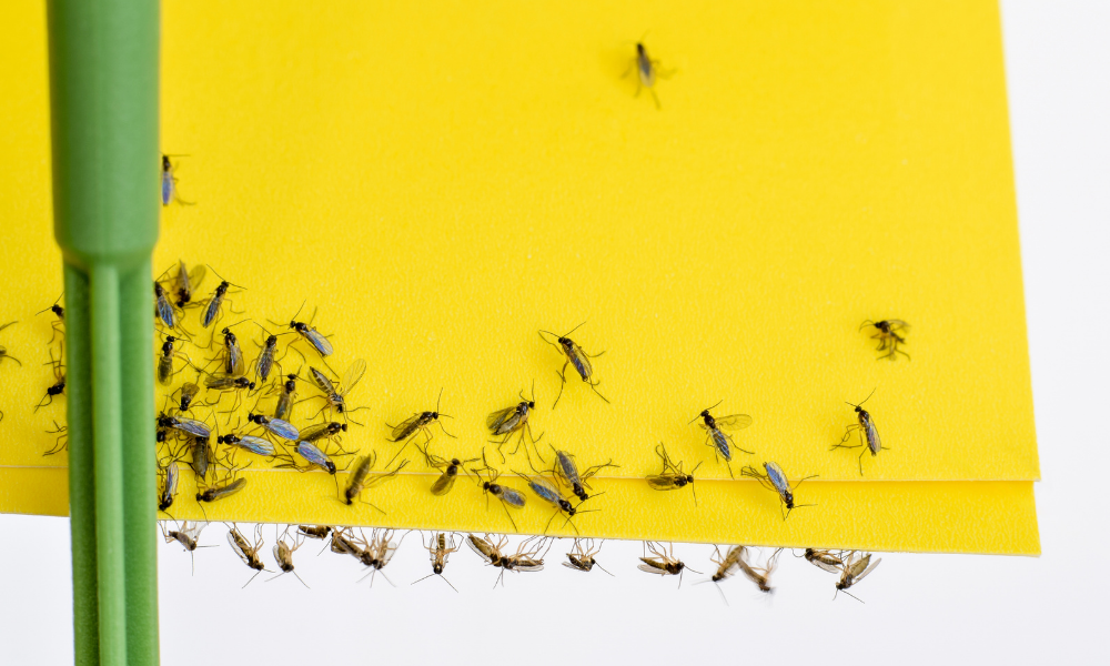 Fungus Gnats on Weed Plants: Treatment & Prevention Guide