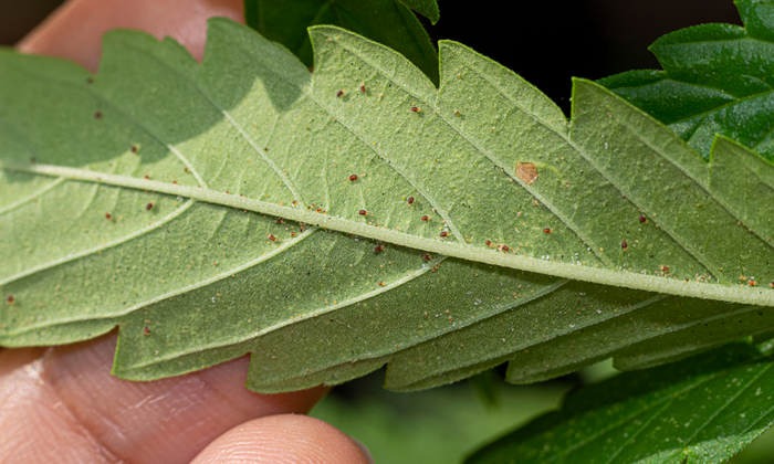 Spider Mites on Weed Plants: Treatment and Prevention