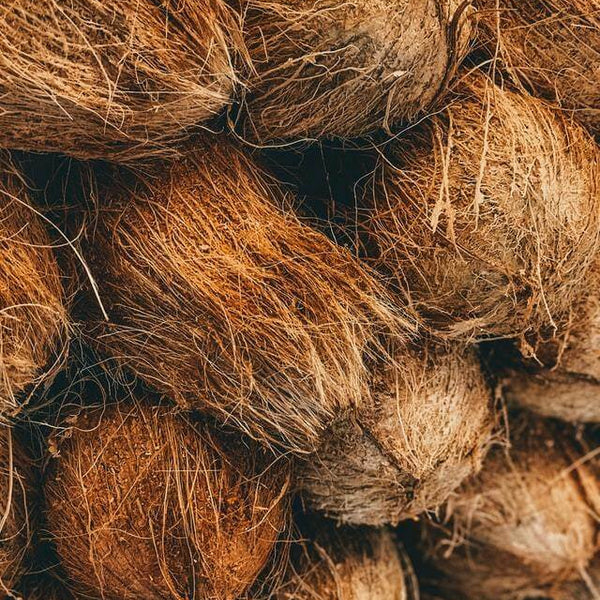 An Introduction to Coco Coir: Everything You Need to Know