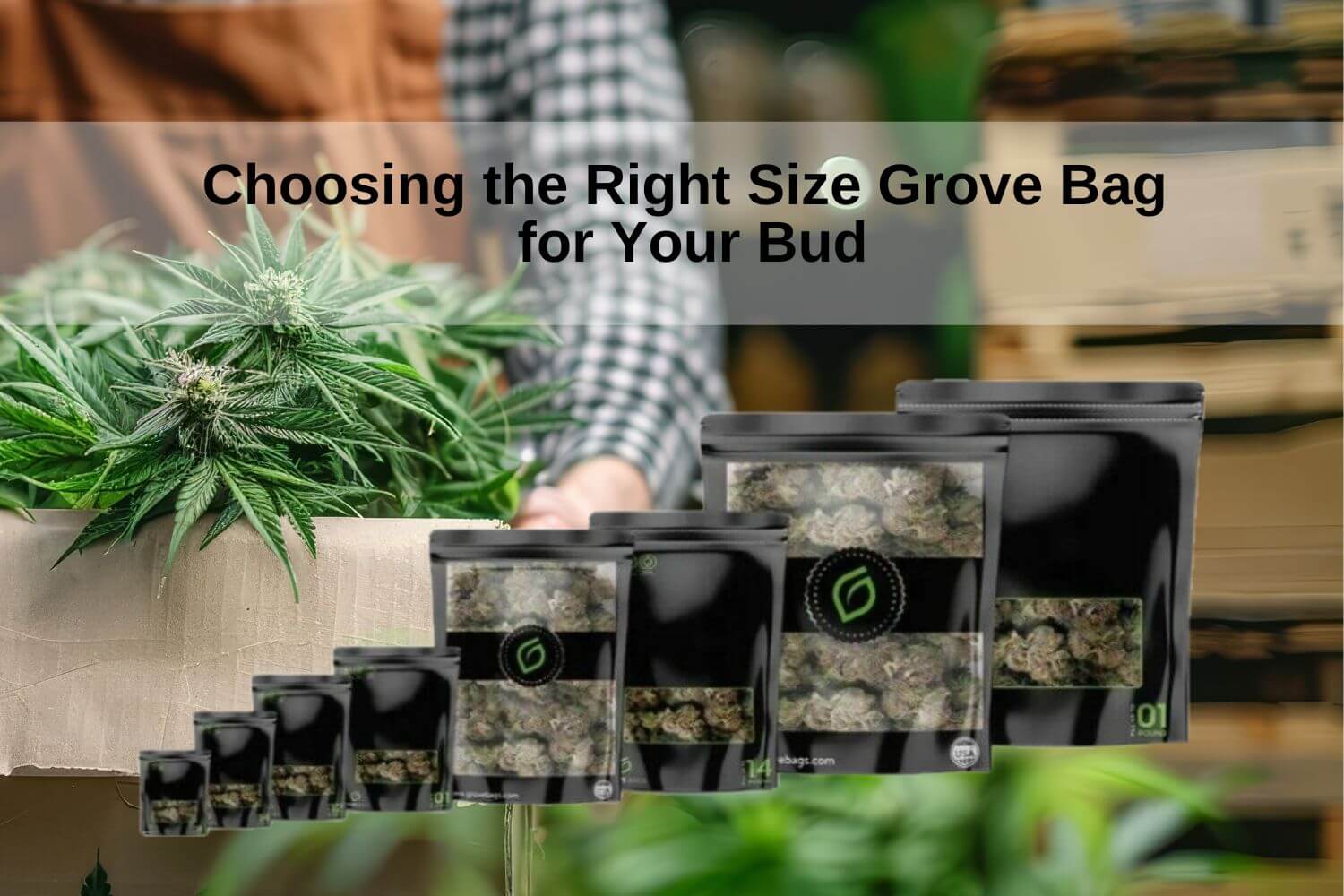 Choosing the Right Size Grove Bag for Your Bud