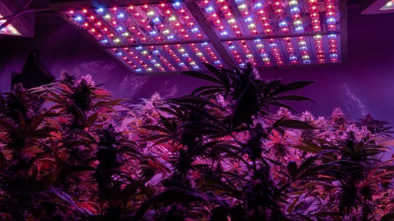 https://happyhydro.com/cdn/shop/articles/everything-you-need-to-know-about-indoor-grow-lights-240078_f5f90f18-340e-403f-ad2e-71bb7f070308.jpg?v=1758212542