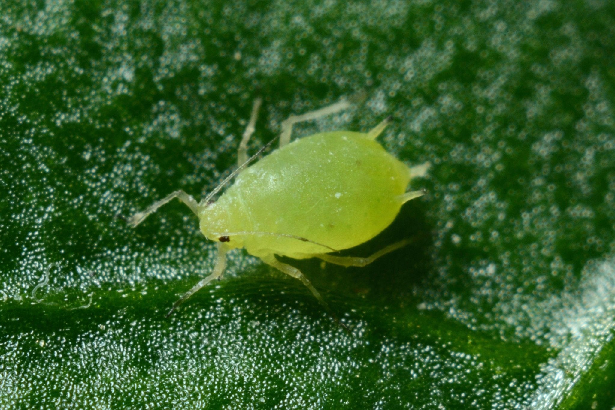 Everything You Need to Know About Pests & Disease - Happy Hydro