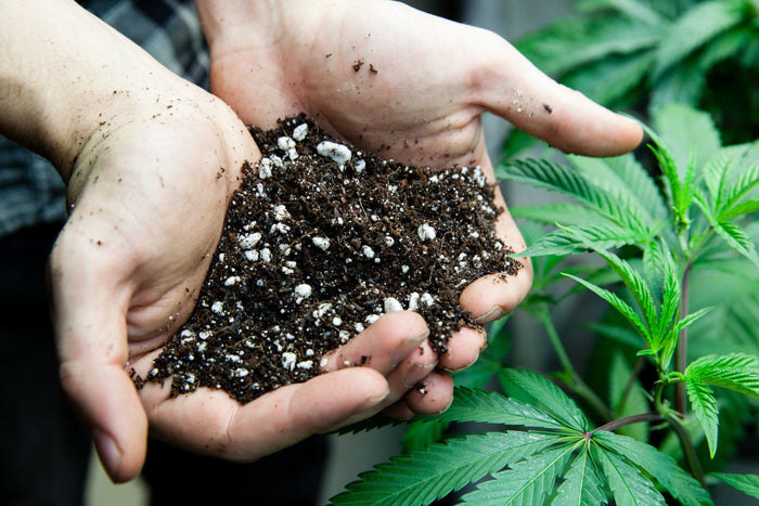 Best Soil for Growing Cannabis in 2024