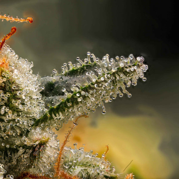 Harvest Based On Trichomes