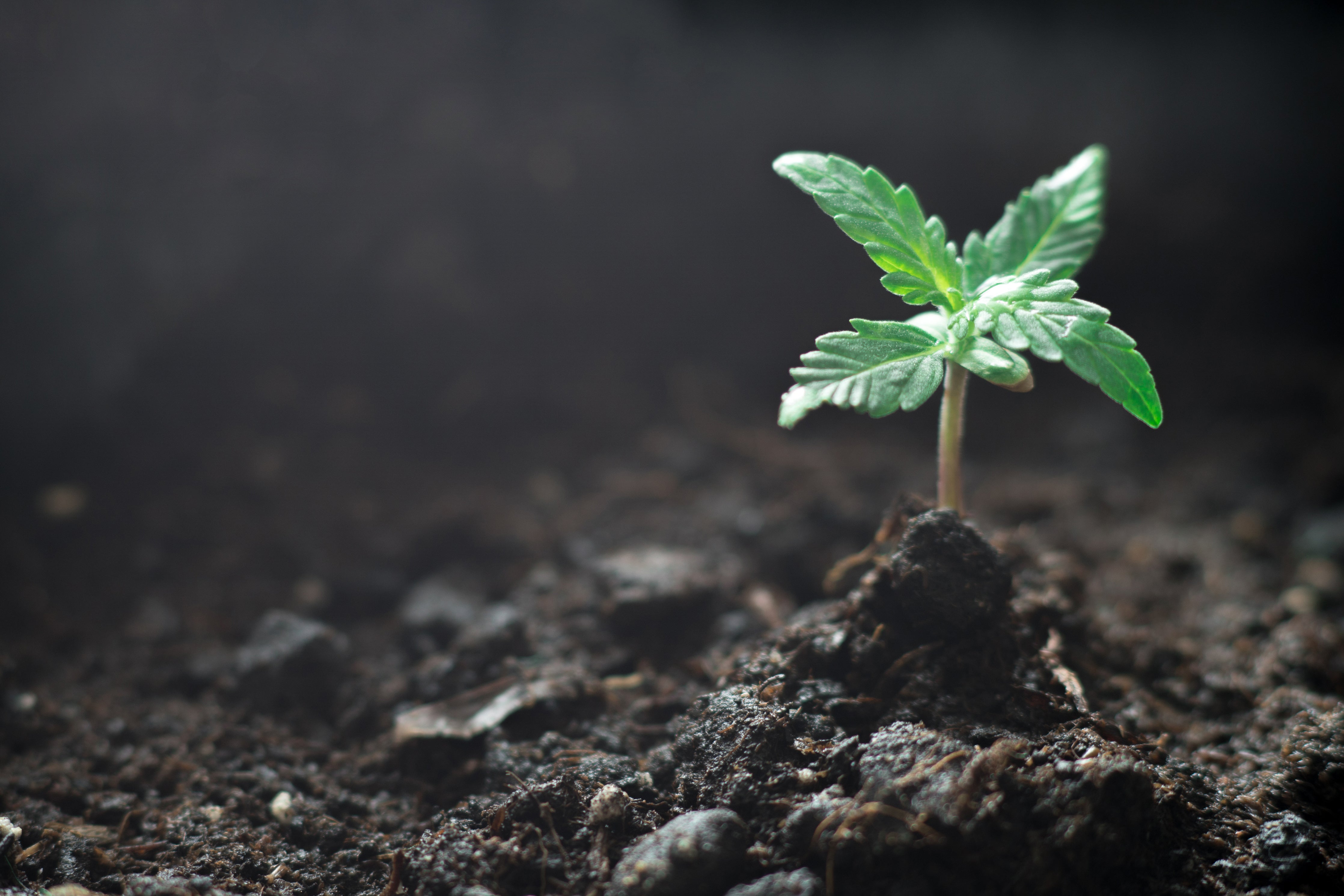 What Is Living Soil for Cannabis Cultivation?