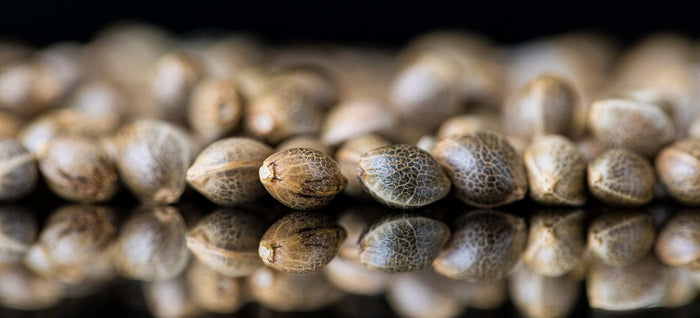 How to Feminize a Seed: Male and Female Seeds Explained - Happy Hydro