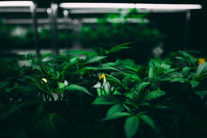 Cannabis Cloning for Continuous Harvests: A Guide to Monster Cropping - Happy Hydro