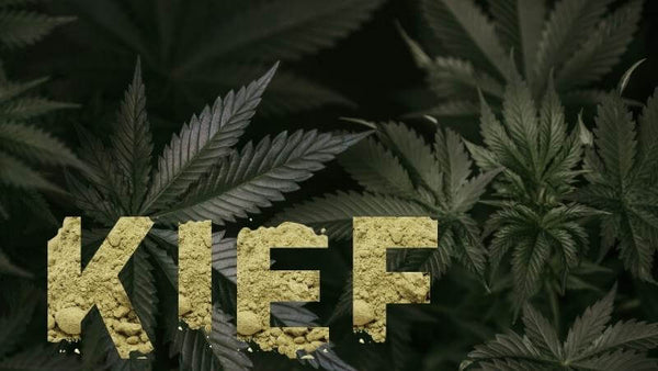 Turn Your Trichomes Into Quick Profits with Dry Sift Hash