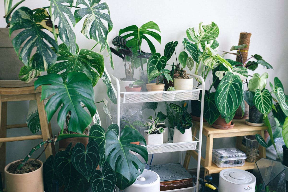 How Water Quality Affects Plant Health in Indoor Growing Setups