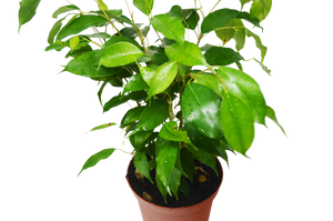 Ficus 'Benjamina'