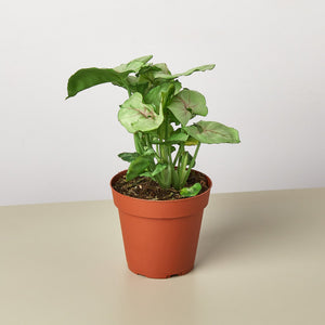 Syngonium 'Roxanna'