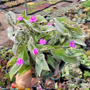 A hand holds a potted plant with fuzzy, light green leaves and small, vibrant magenta flowers.