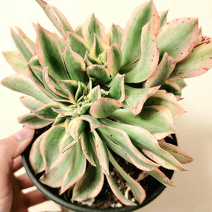 A top-down view of a variegated succulent with green and pink-edged leaves in a dark pot, held by a hand.