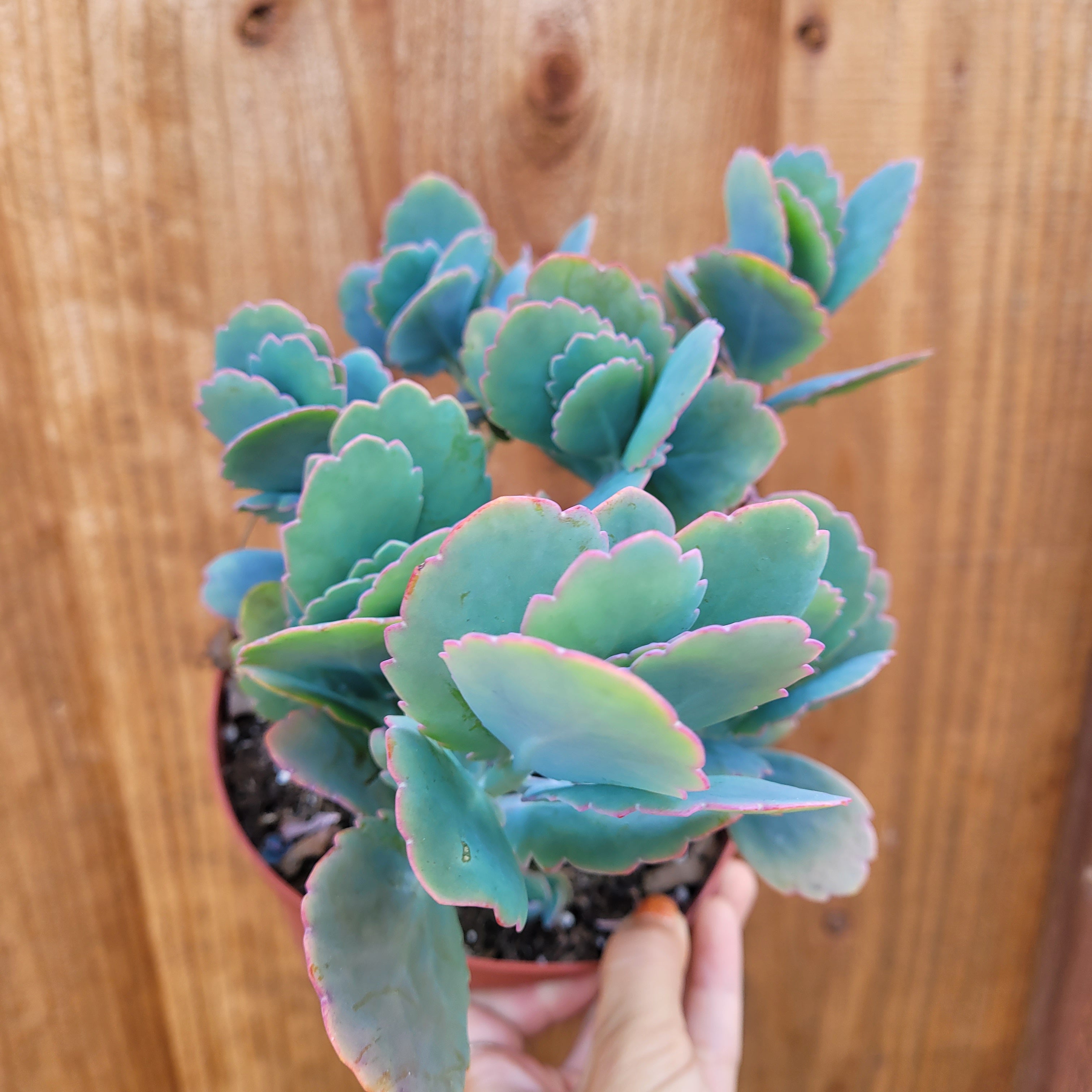 6