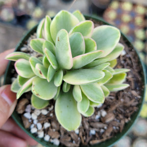 Top-down shot of a variegated succulent with green and cream leaves, edged in pink, in a small pot.