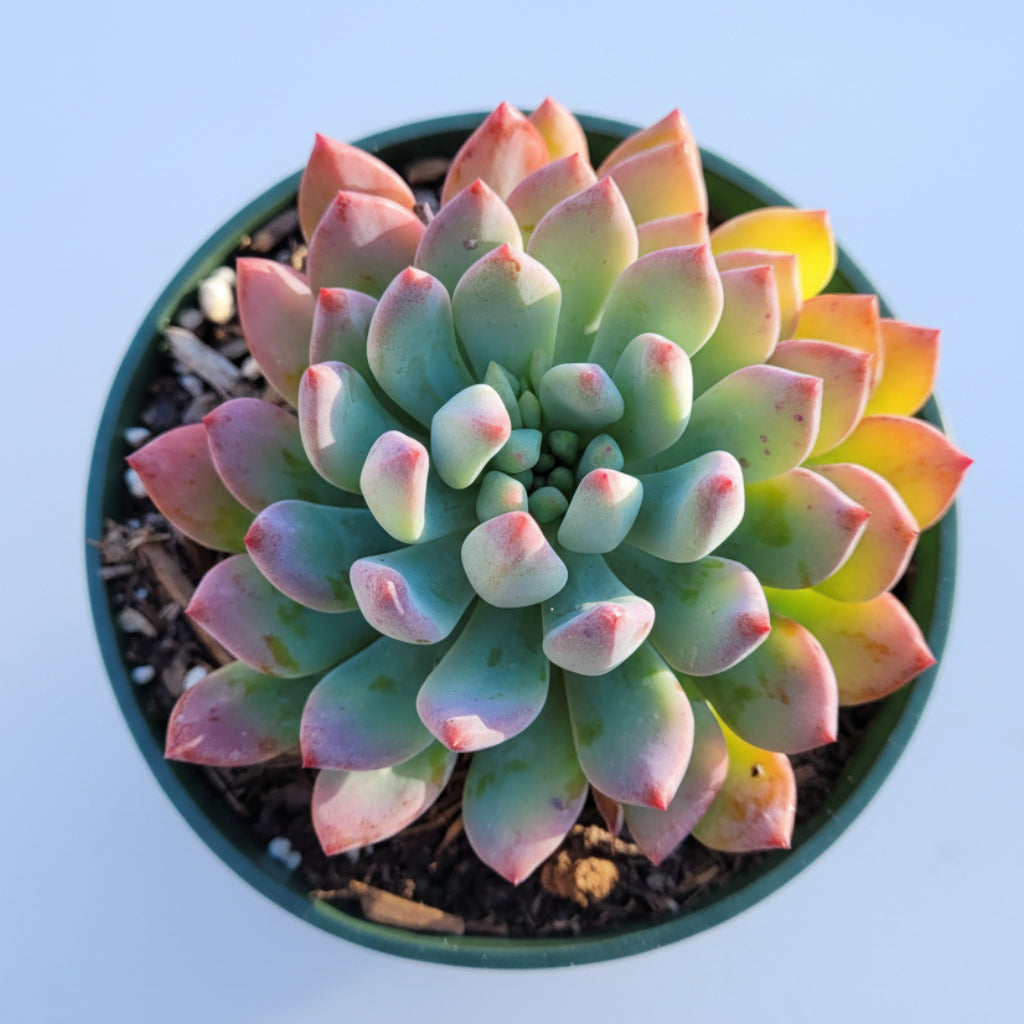 6