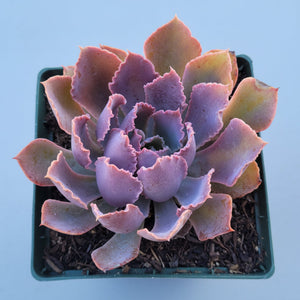 Overhead view of a purple and orange Echeveria succulent in a square pot.