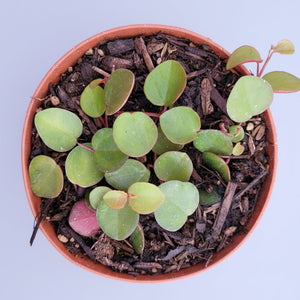 Overhead view of a small houseplant with round green leaves in an orange plastic pot.