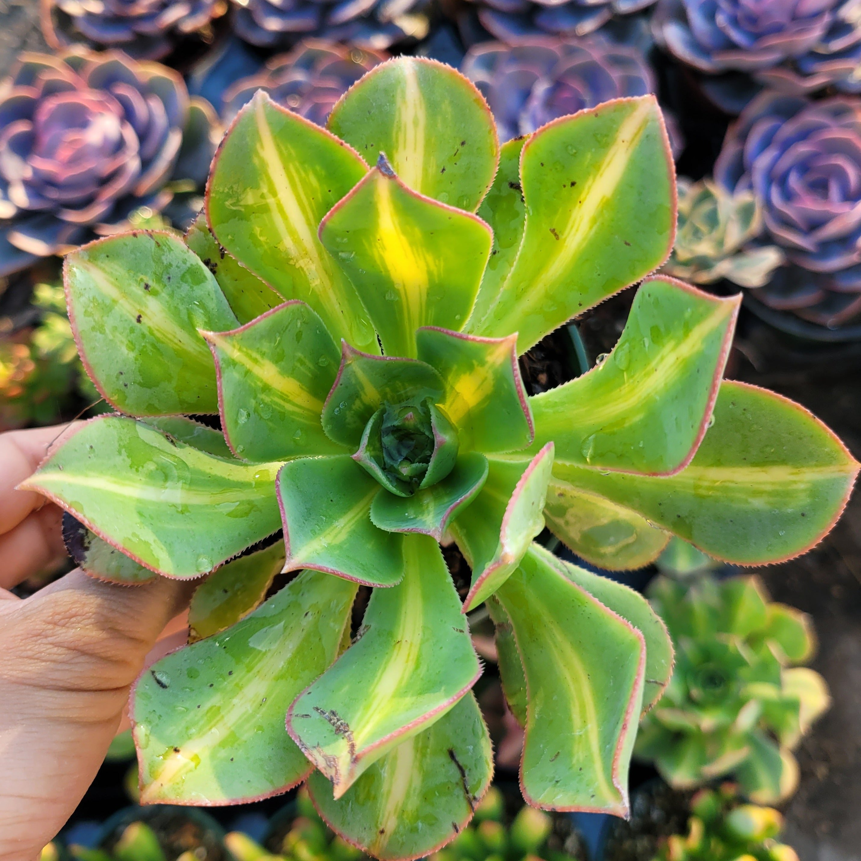 4
