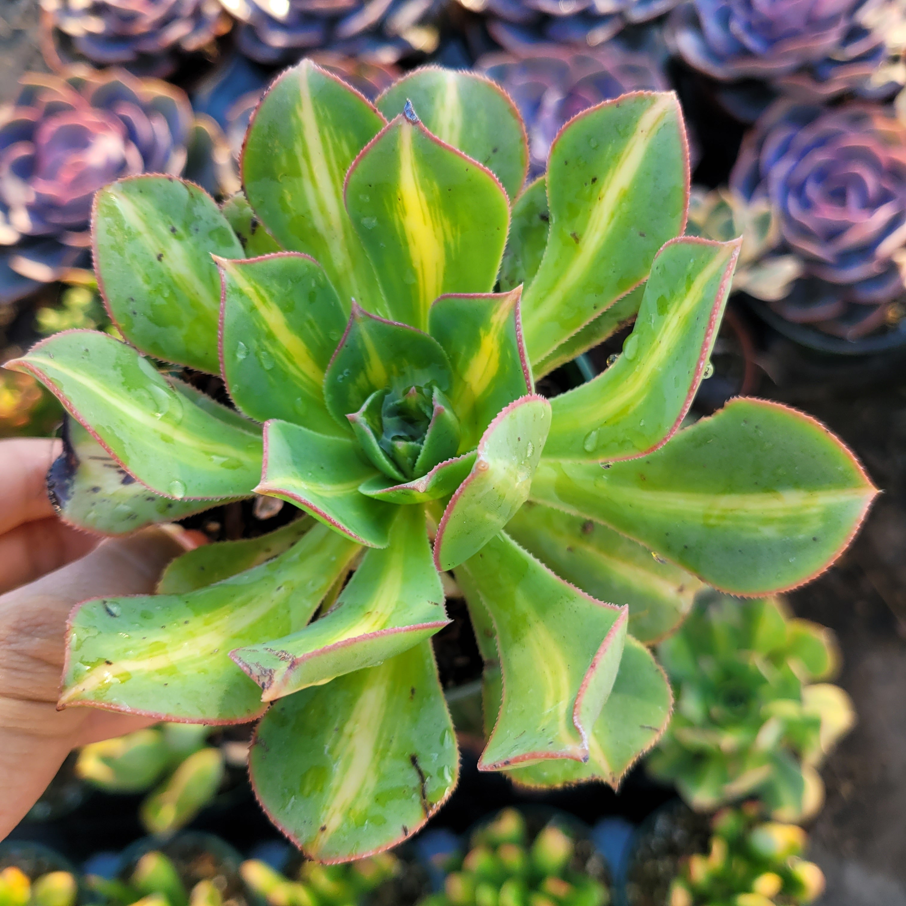 5