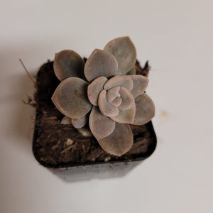 Overhead view of a dusty-pink and green succulent in a small square pot with soil.