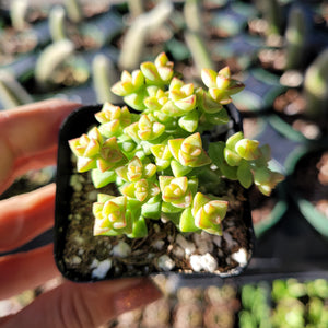 Hand holds a small black square pot containing a green succulent with triangular, red-edged leaves.