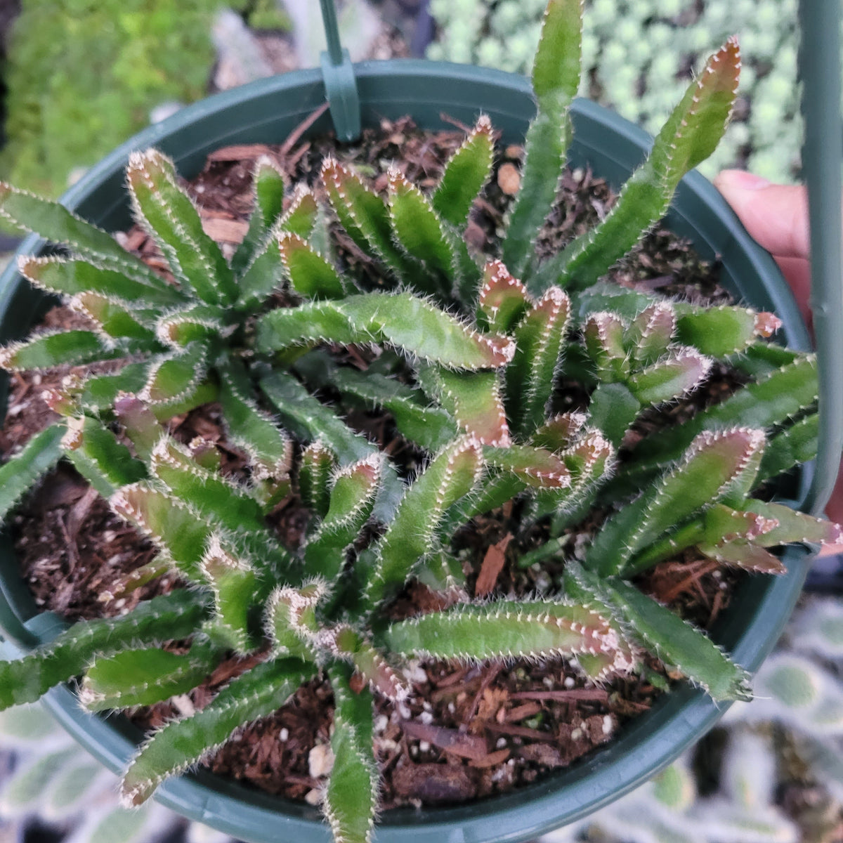 6