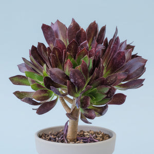 A succulent plant with dark purple and green leaves in a small round pot against a light blue background.