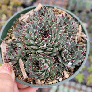 Top-down view of a green succulent with pointed leaves tipped in dark red, planted in a small green pot.