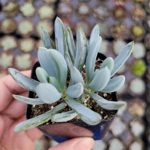 Potted Senecio succulent with pale blue-green, finger-like leaves and reddish tips in a black pot.