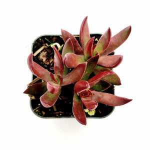Overhead view of a succulent plant in a square pot, featuring fleshy, pointed red and green leaves.