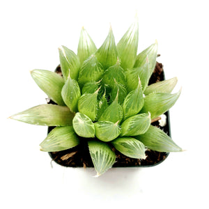 Top-down view of a small Haworthia succulent in a pot, featuring translucent green, pointed leaves.