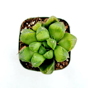 Top-down view of a small green Haworthia succulent in a square pot against a white background.