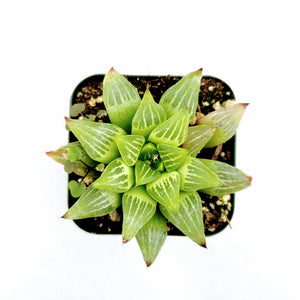 Top-down view of a Haworthia succulent in a small square pot, featuring translucent green, pointed leaves with white stripes.