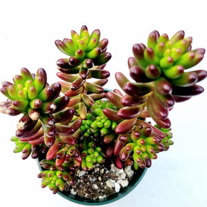 Potted Sedum pachyphyllum succulent with plump, jelly bean-shaped leaves blending green and deep red tips.