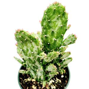 Variegated green and white prickly pear cactus with pink-tipped areoles, planted in a small pot.