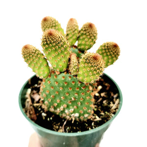 A small green prickly pear cactus with oval pads and reddish spines in a green plastic pot.