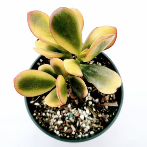 Overhead view of a variegated jade succulent with green and yellow leaves edged in red, in a pot.
