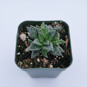 A small Gasteria succulent in a square green pot, viewed from above against a white background.